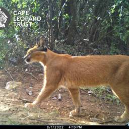 Caracal